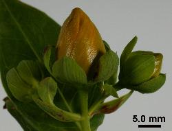 Hypericum henryi subsp. henryi flower buds showing sepals with subacute to obtuse apices.
 Image: P.B. Heenan © Landcare Research 2010 